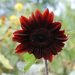 >Twenty-Two Acres Farm