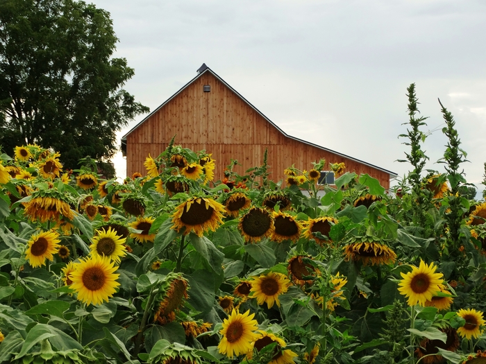 Twenty-Two Acres Farm