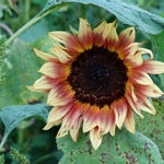 >Twenty-Two Acres Farm