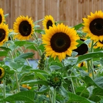 >Twenty-Two Acres Farm