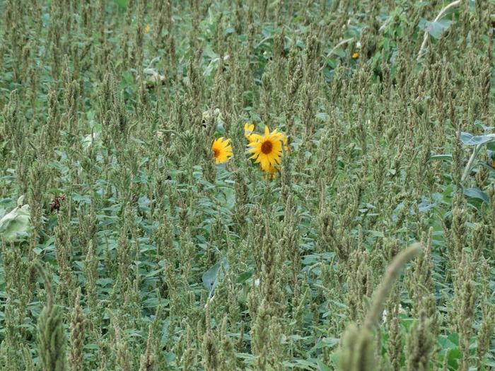 Twenty-Two Acres Farm