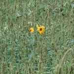 >Twenty-Two Acres Farm