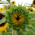 >Twenty-Two Acres Farm