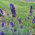 >Twenty-Two Acres Farm