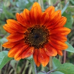 >Twenty-Two Acres Farm