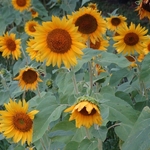 >Twenty-Two Acres Farm