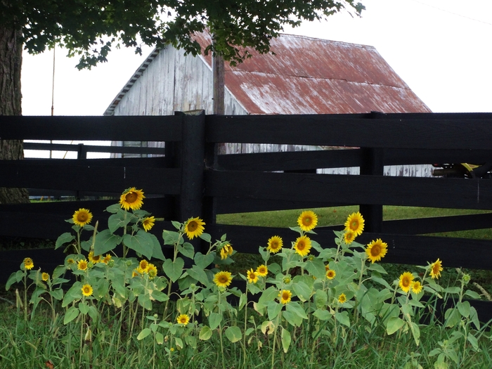 Twenty-Two Acres Farm