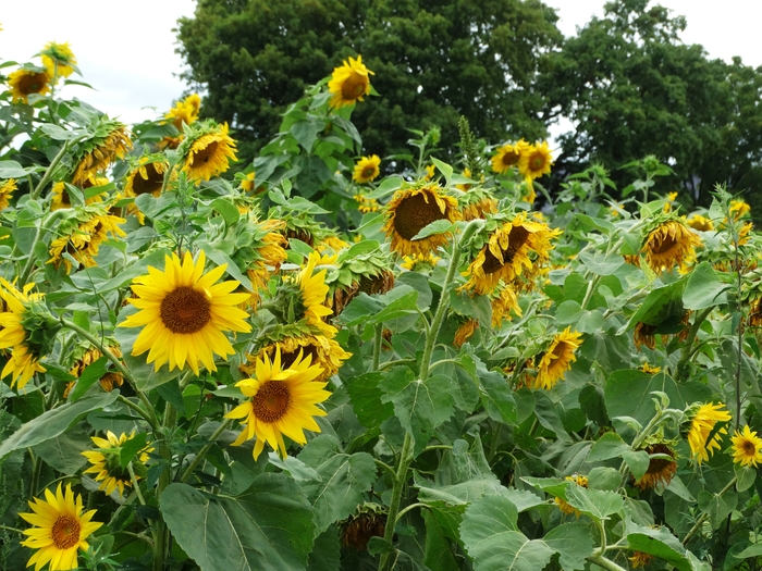 Twenty-Two Acres Farm