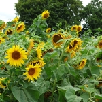 >Twenty-Two Acres Farm
