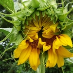 >Twenty-Two Acres Farm