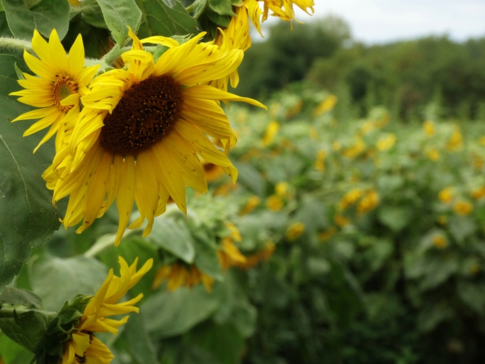 Twenty-Two Acres Farm