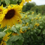 >Twenty-Two Acres Farm