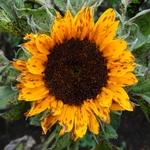 >Twenty-Two Acres Farm