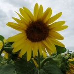 >Twenty-Two Acres Farm