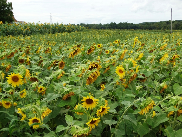 Twenty-Two Acres Farm