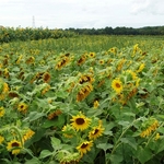 >Twenty-Two Acres Farm