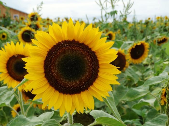 Twenty-Two Acres Farm