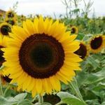 >Twenty-Two Acres Farm