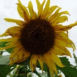 >Twenty-Two Acres Farm