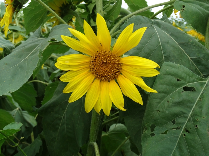 Twenty-Two Acres Farm
