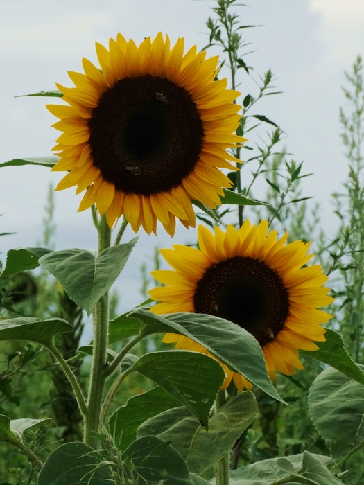 Twenty-Two Acres Farm