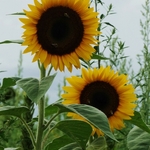 >Twenty-Two Acres Farm
