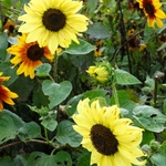 >Twenty-Two Acres Farm