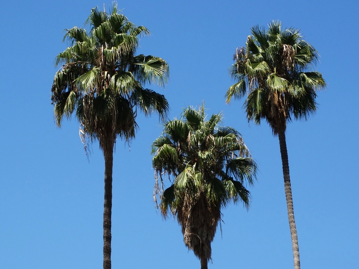 Beverly Hills