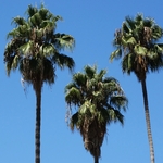 Beverly Hills