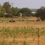 Sacramento Valley