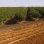 Sacramento Valley