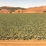Coyote Valley
