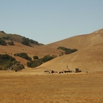 Coyote Valley