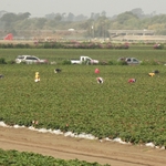Coyote Valley