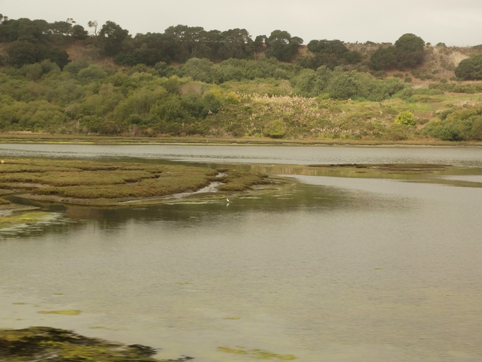 Elkhorn Slough