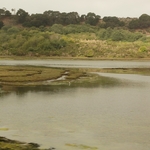 Elkhorn Slough