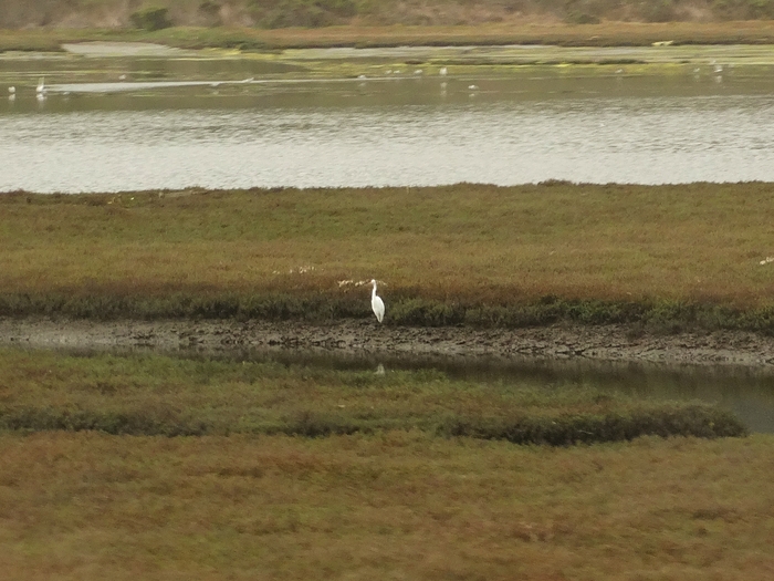 Elkhorn Slough