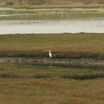 Elkhorn Slough