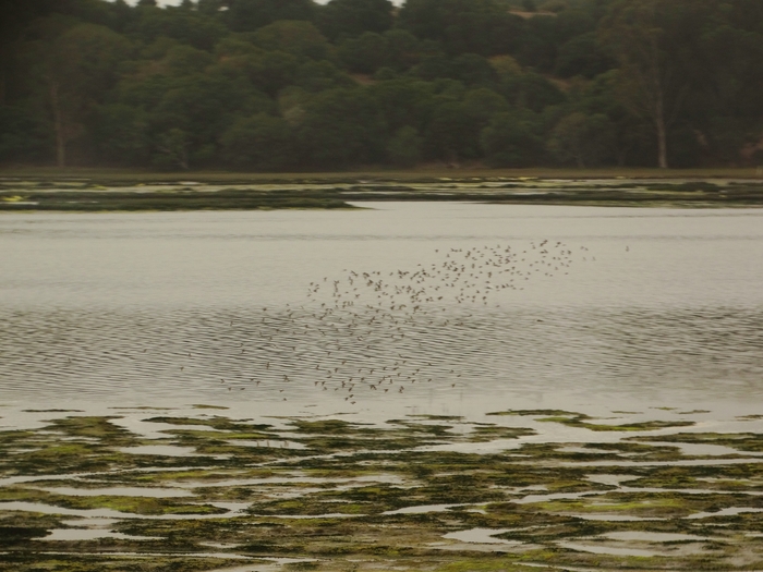 Elkhorn Slough