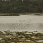 Elkhorn Slough