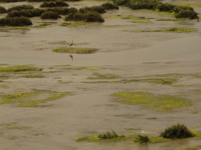 Elkhorn Slough