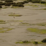 Elkhorn Slough