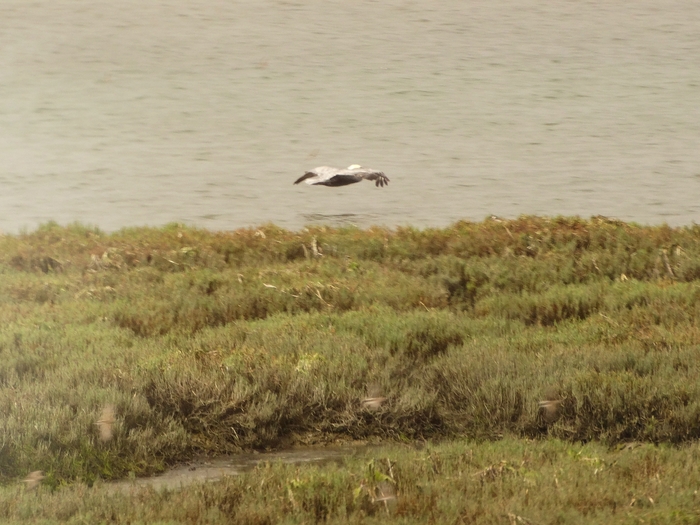 Elkhorn Slough