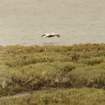Elkhorn Slough