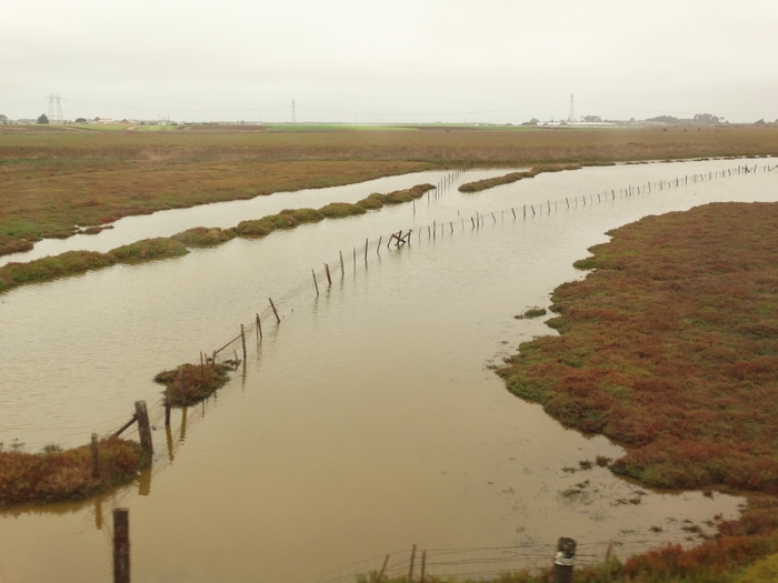 Elkhorn Slough