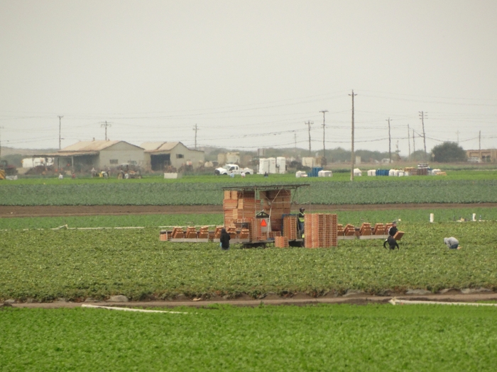 Salinas Valley