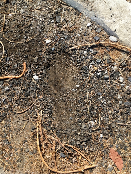My Footprint