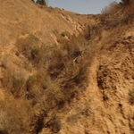 Salinas Valley