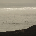 Pacific Coast