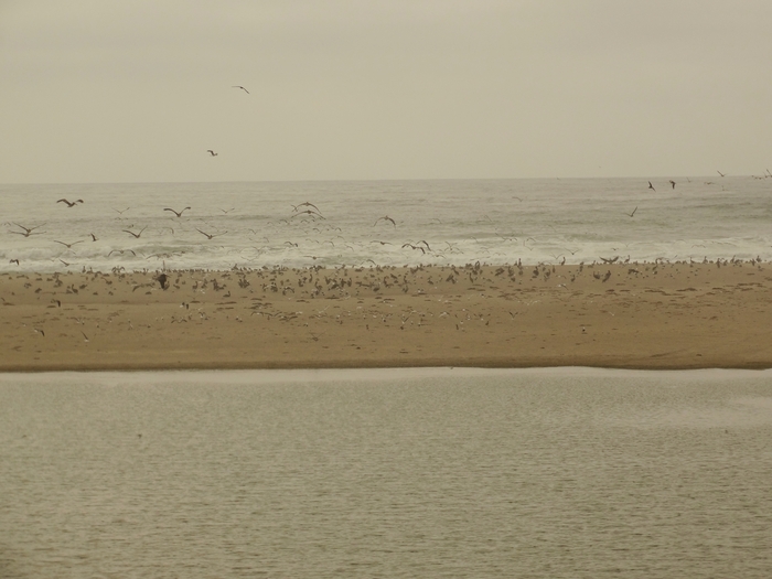 Pacific Coast